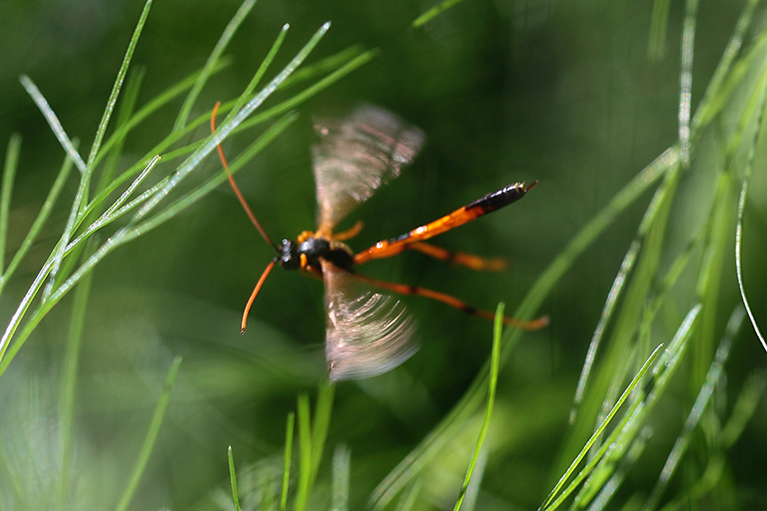 Ichneumonidae  Anomaloninae